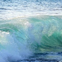 2020 Week 14 Recap – Hawaii